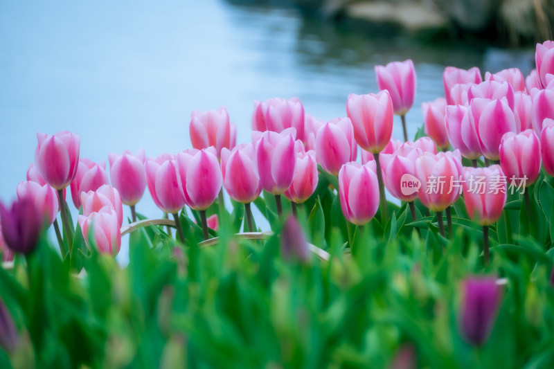 水边粉色郁金香花丛