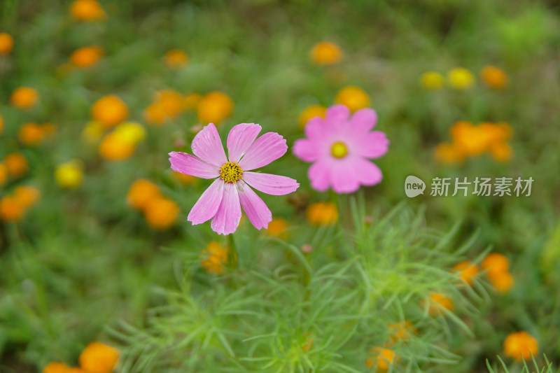 花草 微距摄影 城市风光