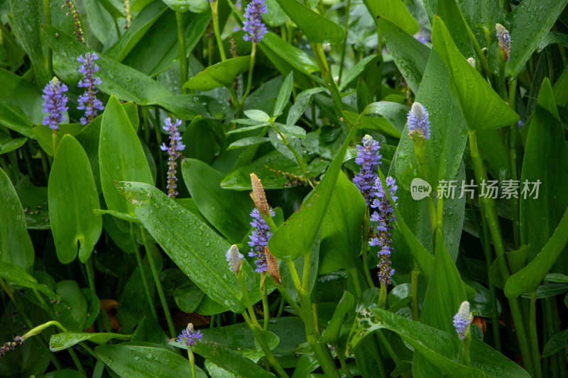 雨后开花的梭鱼草植物特写