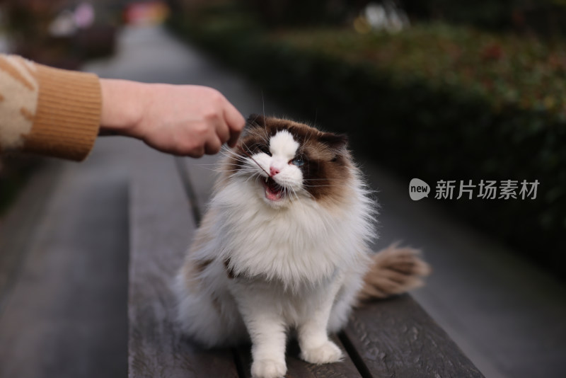 一只在公园长椅上玩耍的布偶猫