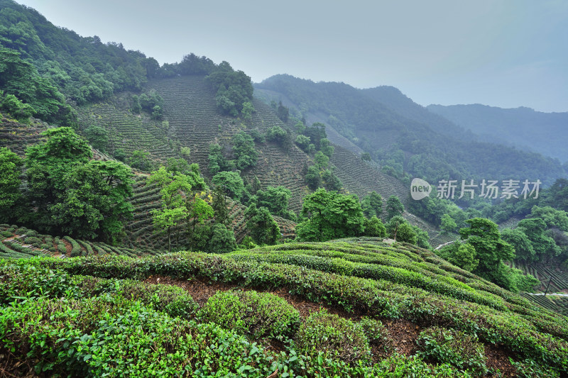 夏天的茶园