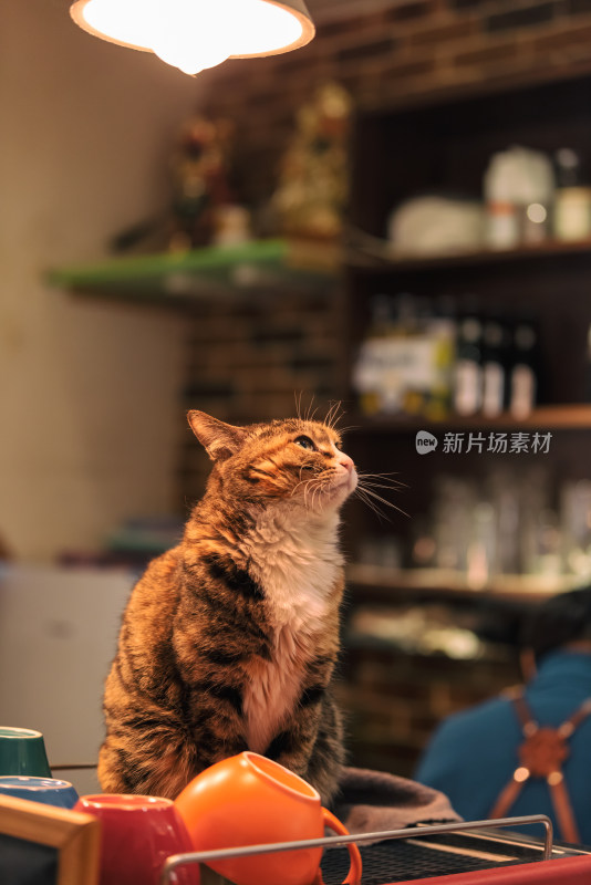 城市猫咖啡馆内的可爱猫咪