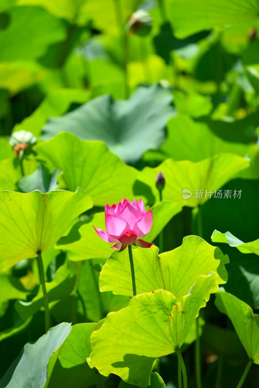 莲花荷花荷花池