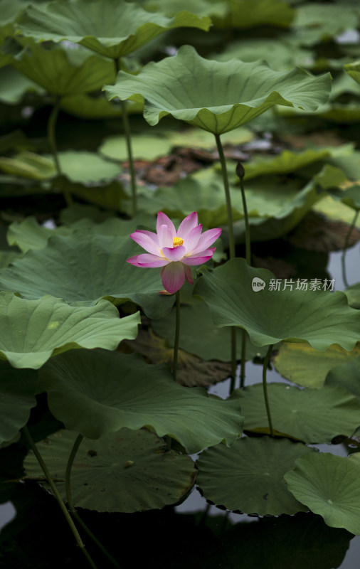 夏季公园荷塘荷叶丛中荷花特写