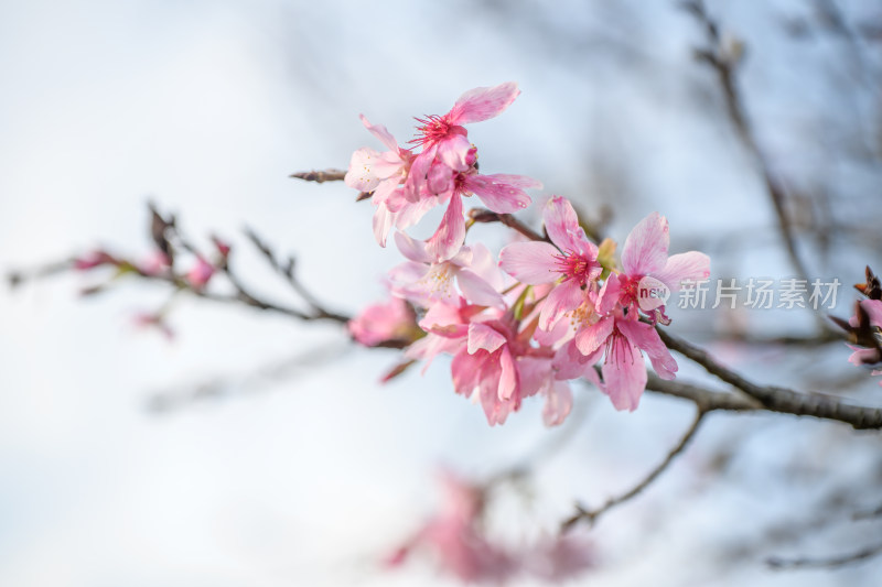 樱花特写拍摄