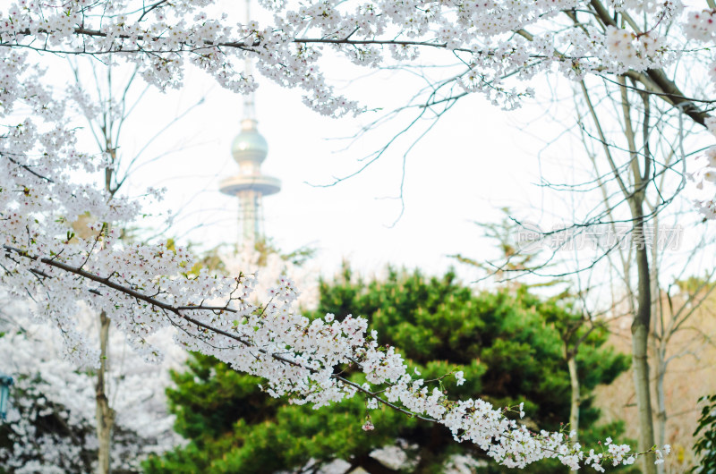 青岛中山公园的樱花树