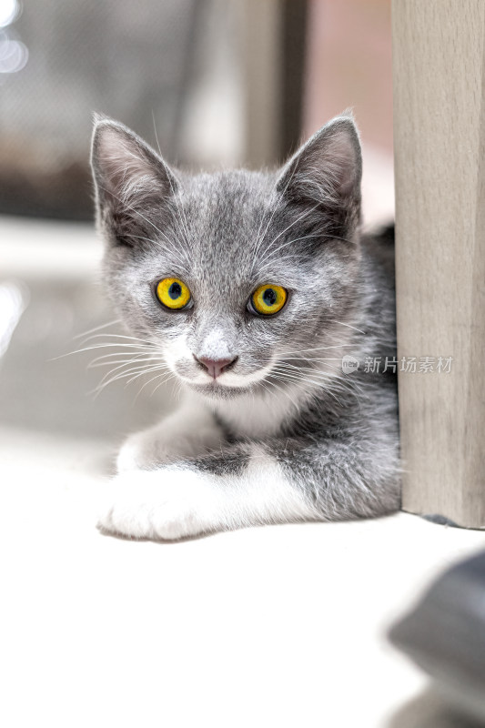 高清拍摄家居宠物猫