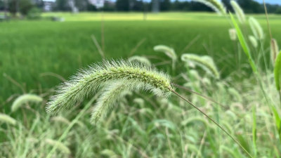 田野中的狗尾巴草特写