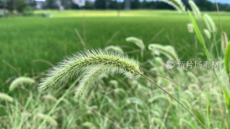 田野中的狗尾巴草特写