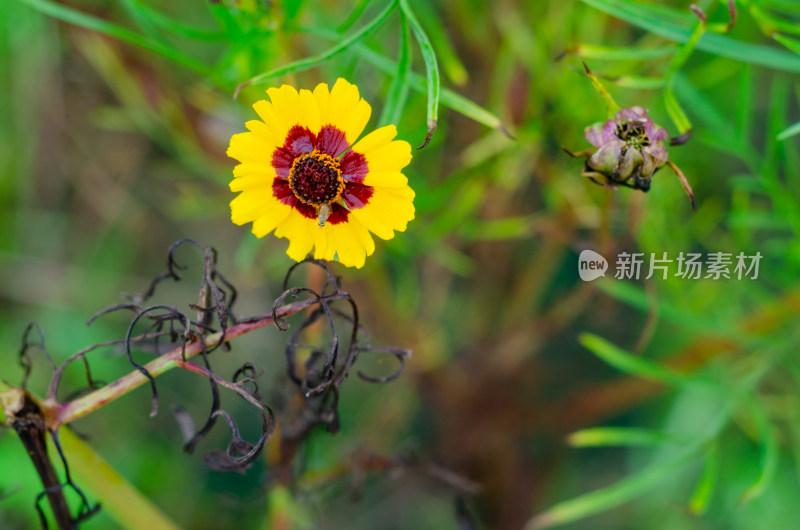 一朵金鸡菊特写