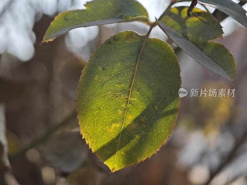 阳光下叶脉清晰的绿叶特写