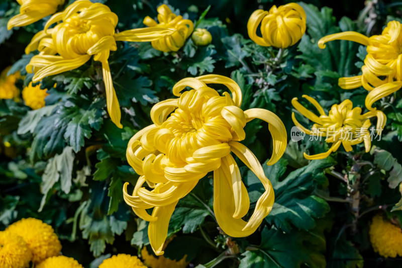 户外秋日菊花特写