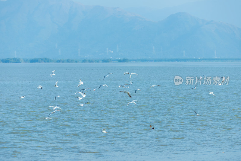 海面上飞翔的海鸥