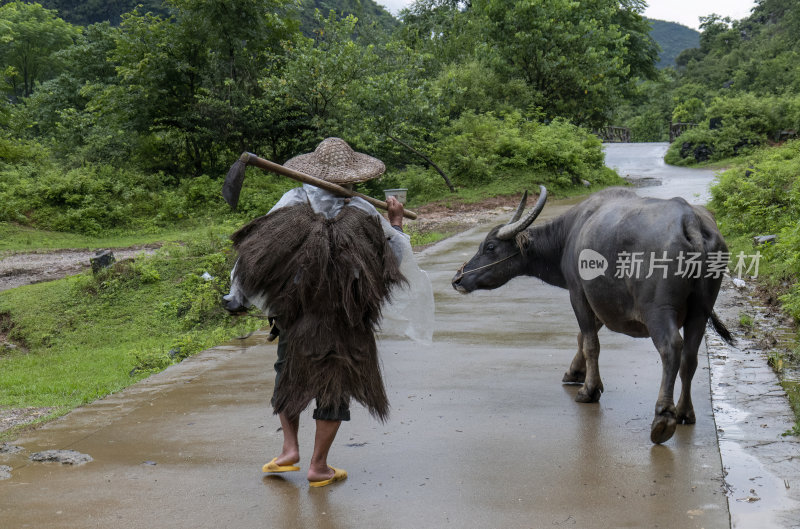 广西桂林状元桥老人牵牛放牧意境风光