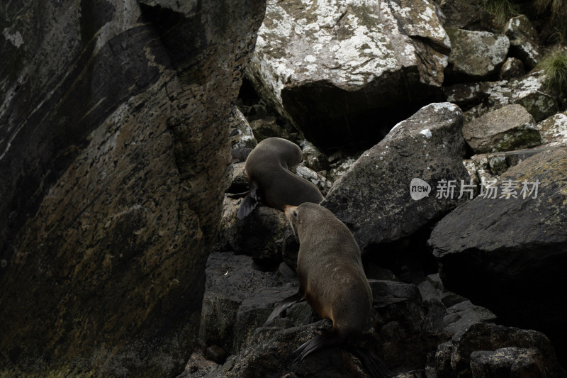 新西兰米佛峡湾Milford Sound野生海豹