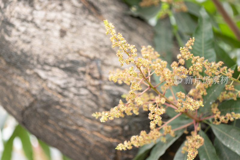 春天芒果花