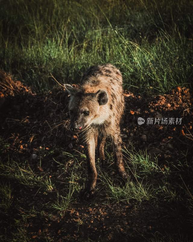 野生动物食腐动物鬣狗
