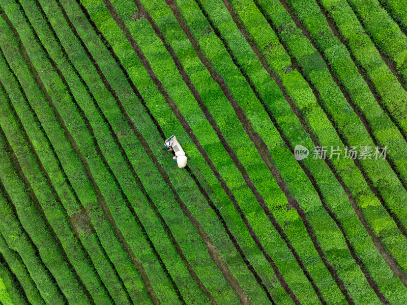 多云天空下的绿色茶园景观