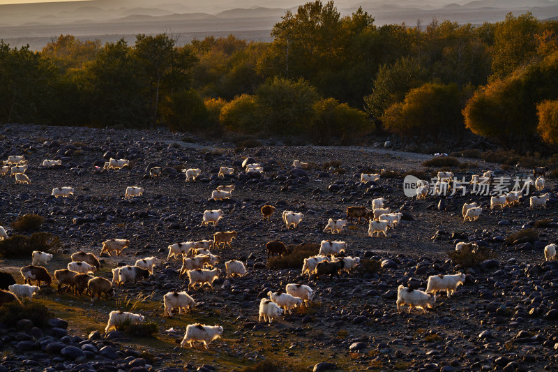 新疆的绵羊群