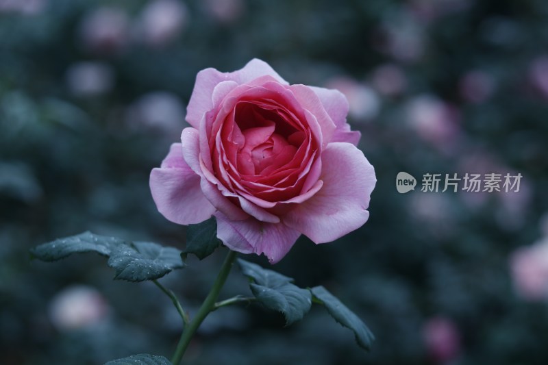 粉红色月季花