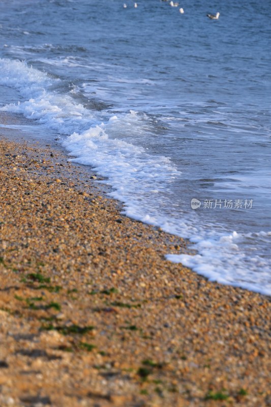 大连海滨 海鸥