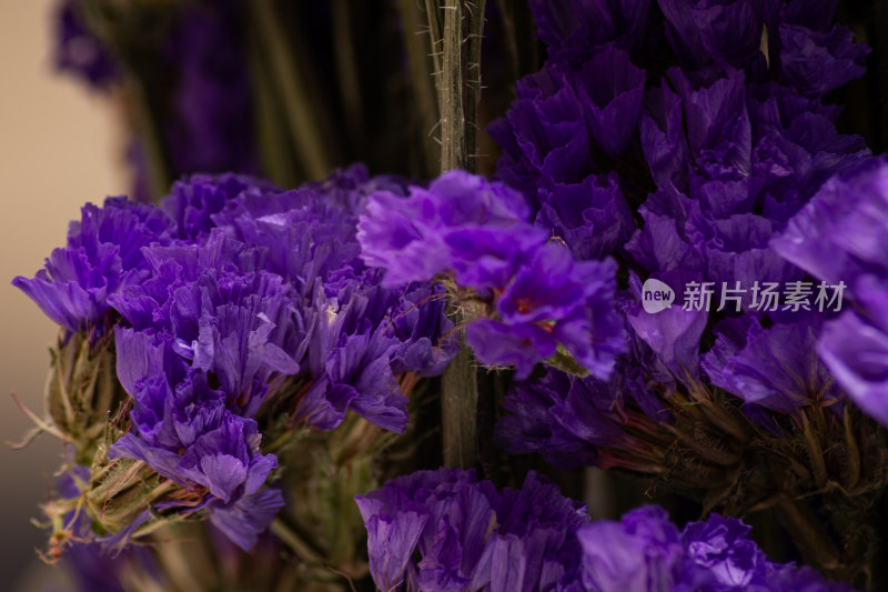 紫色勿忘我花朵微距特写