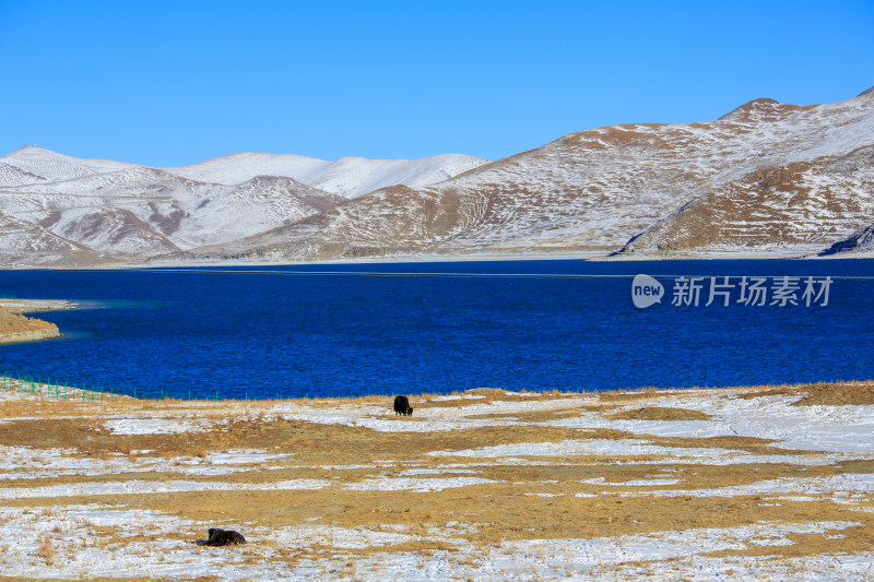 中国西藏羊卓雍措湖羊湖冬季雪景