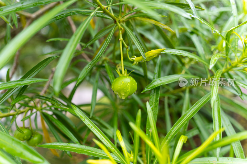 黄花夹竹桃的果实