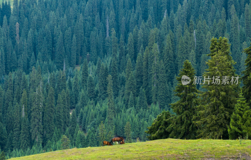 航拍新疆伊犁恰西森林公园的马群