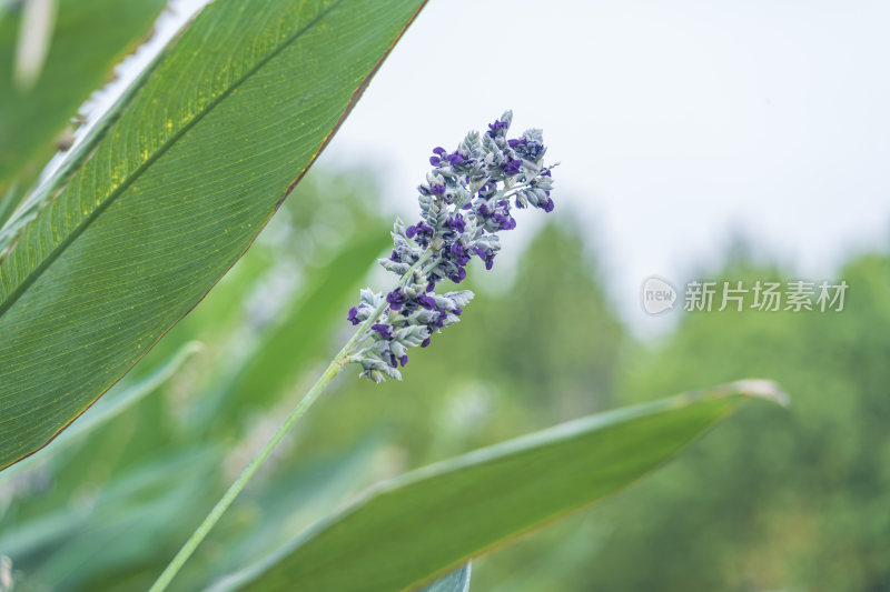 武汉光谷三路湿地公园花草