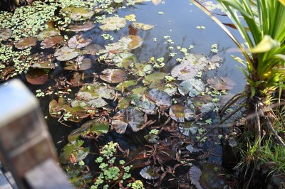 池塘水面漂浮的水生植物