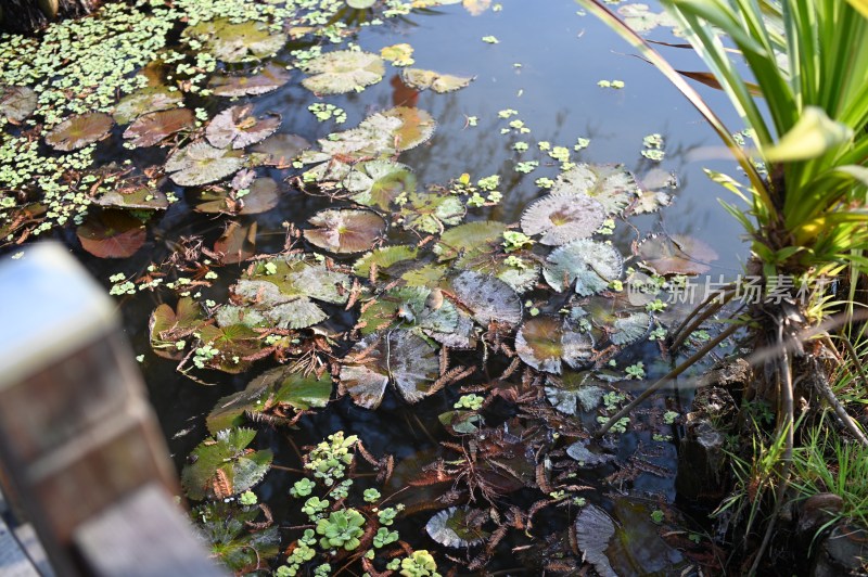 池塘水面漂浮的水生植物