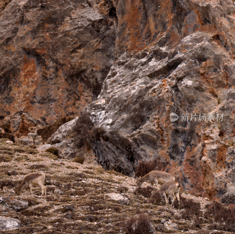 可可西里野生动物高原藏羚羊岩羊
