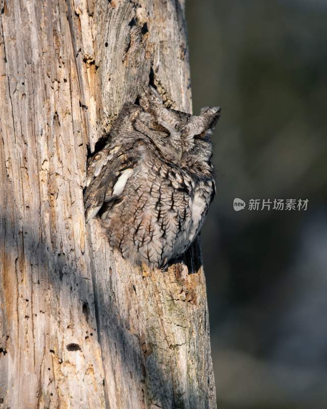 野生动物猫头鹰