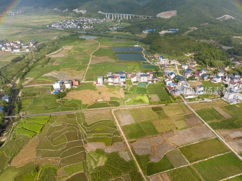 航拍乡村绿色稻田