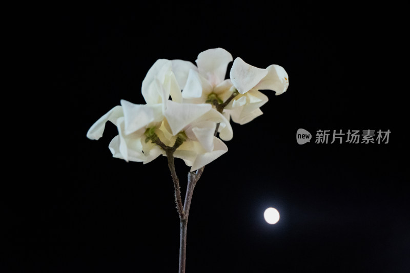 夜晚白色的玉兰花