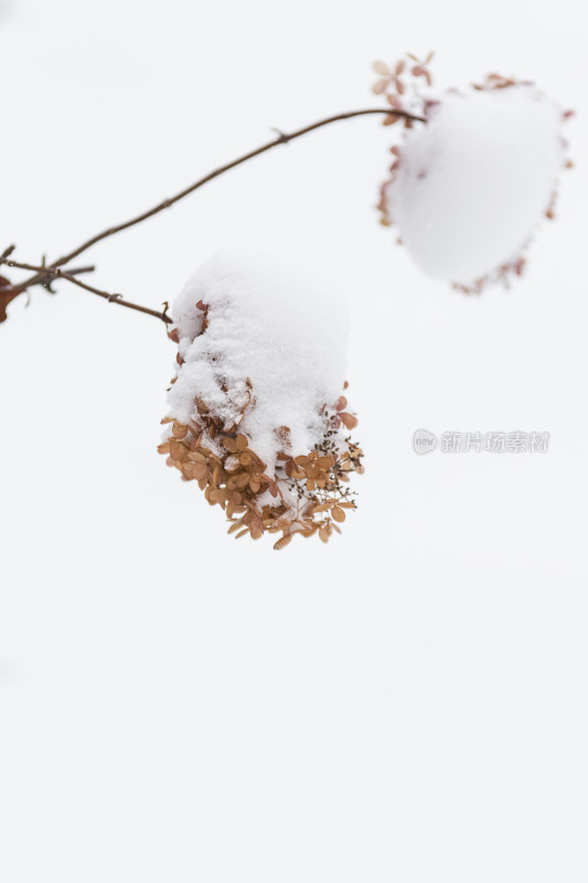 冬天白雪覆盖绣球花