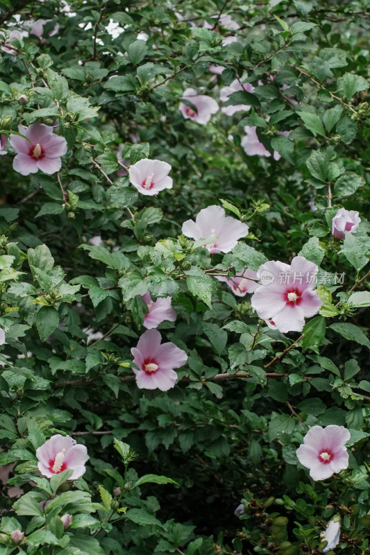 北京圆明园木槿花