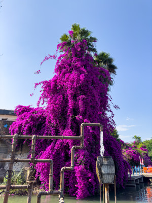 紫藤花瀑布