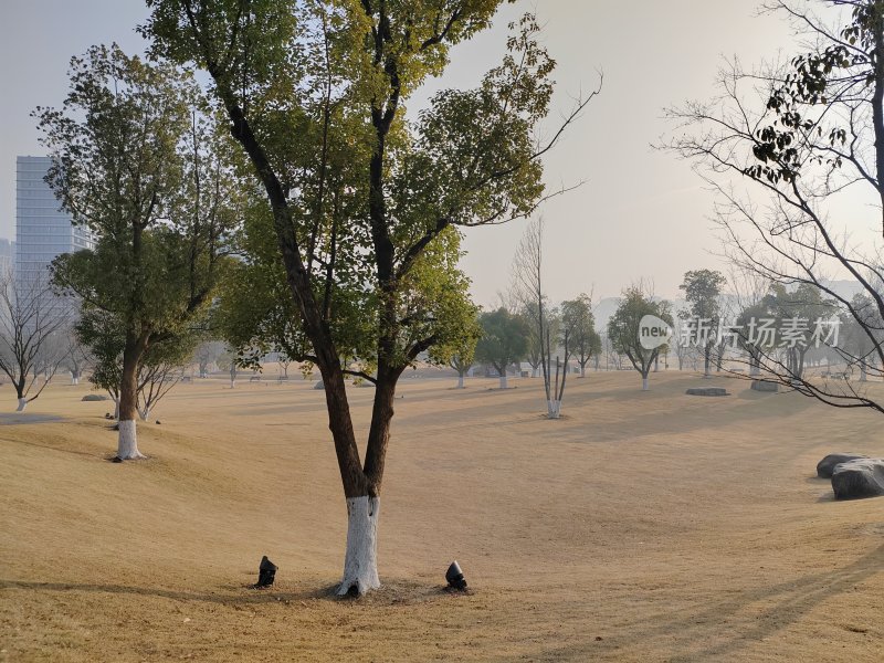 户外空旷草地树木的自然景观