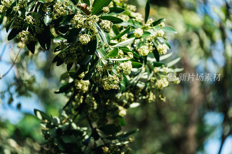 糖胶树开花的特写镜头