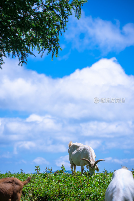 草原牧场羊群吃草