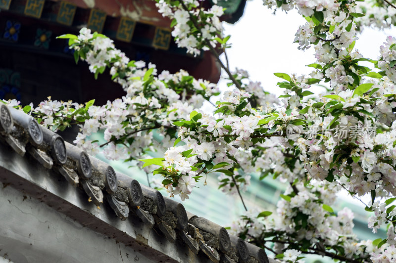 春天早晨海棠花与古建筑屋檐