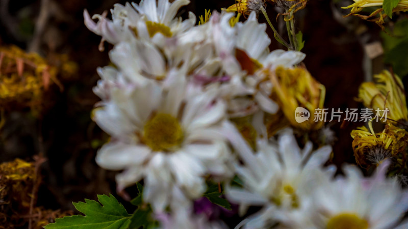 鲜花花朵菊花摄影图