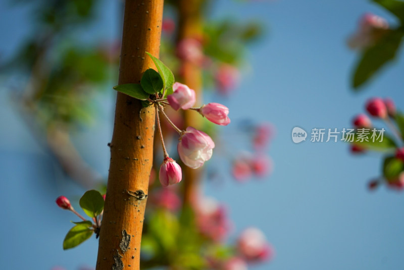 带花苞树枝的特写，背景蓝天绿叶