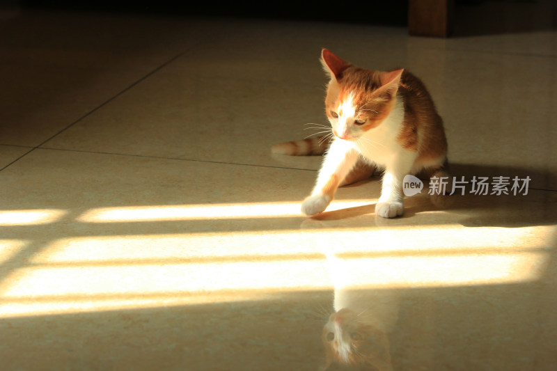 一只小猫特写镜头