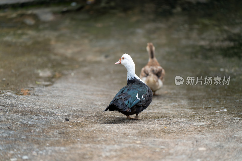 鸭子在人行道上栖息的特写镜头