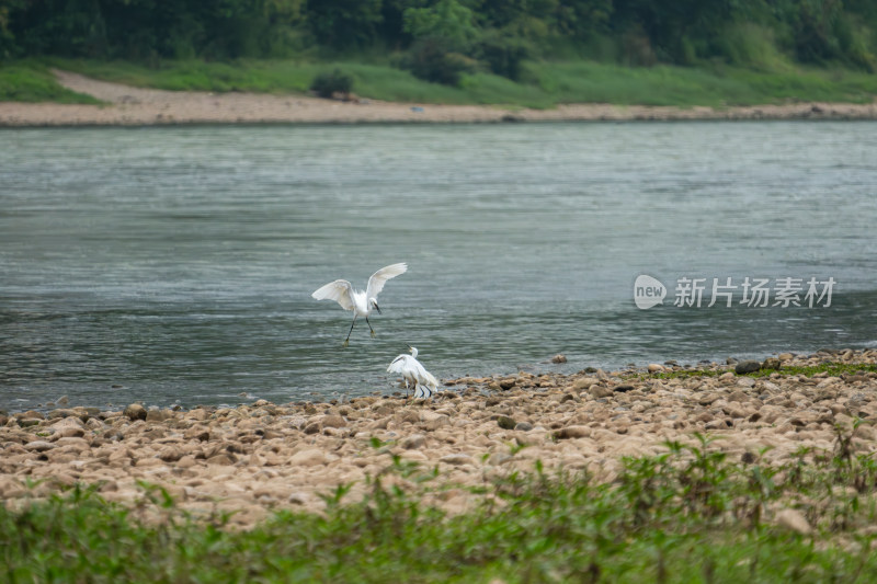 河边白鹭在石滩活动场景