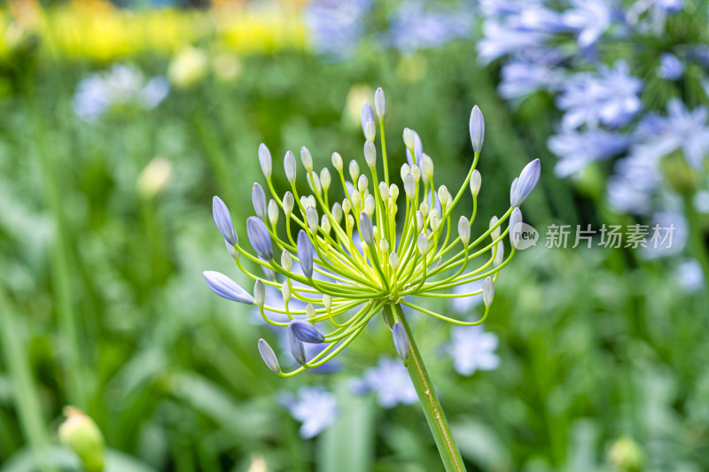 植物百子莲开花特写