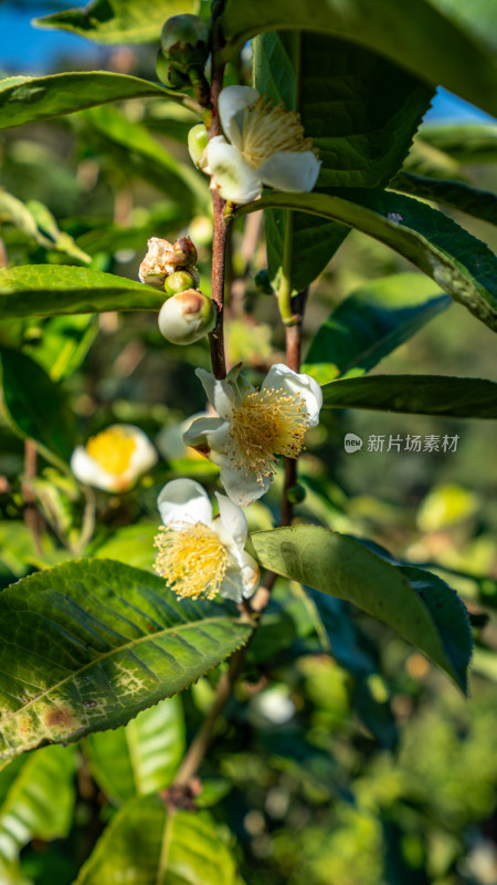 茶叶开花